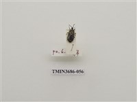 藏品(半翅目(2))的圖片